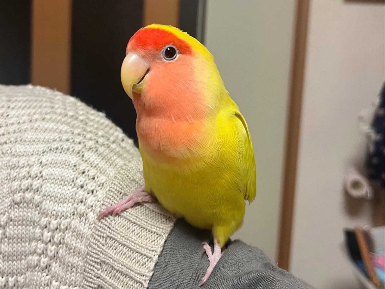 すももちゃん すももちゃん