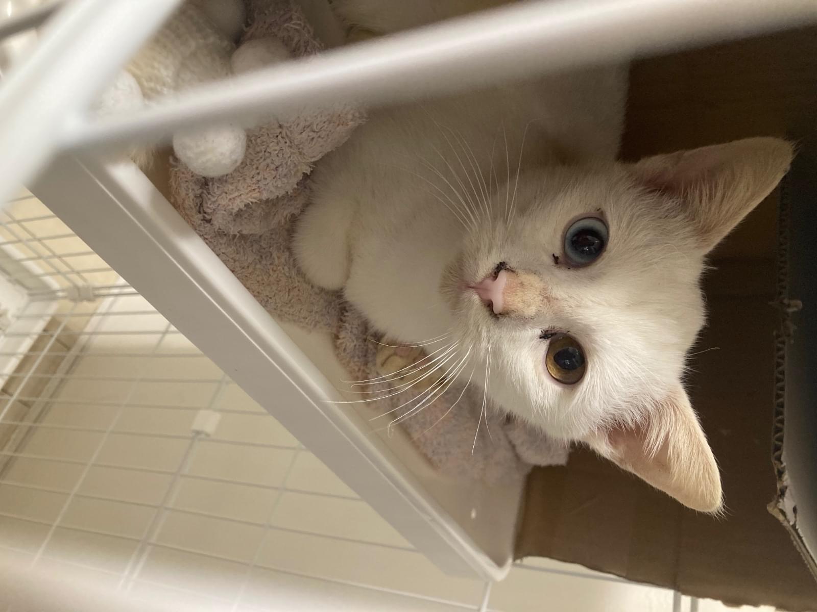 保護された猫 保護された猫