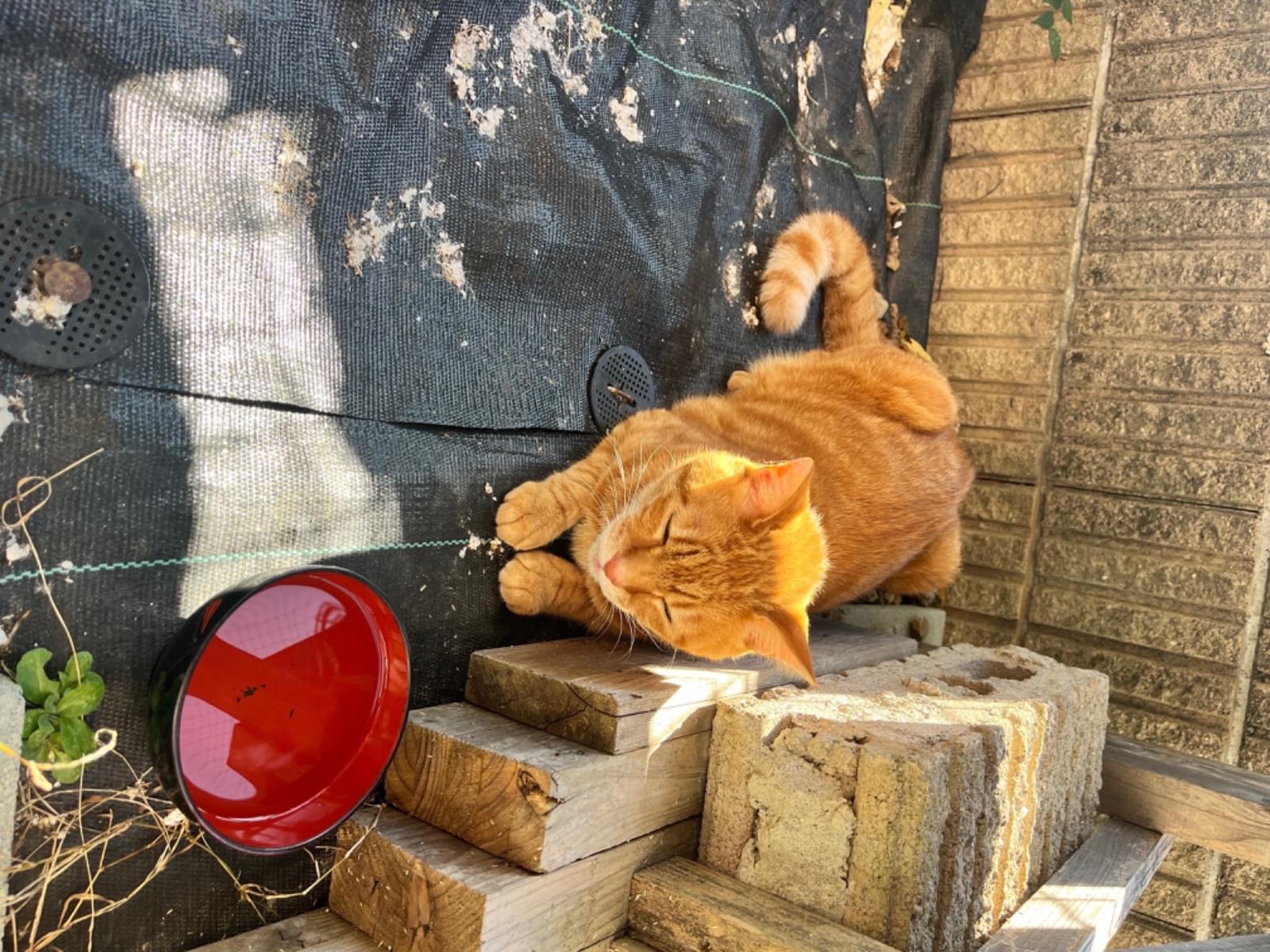 目撃された猫 目撃された猫