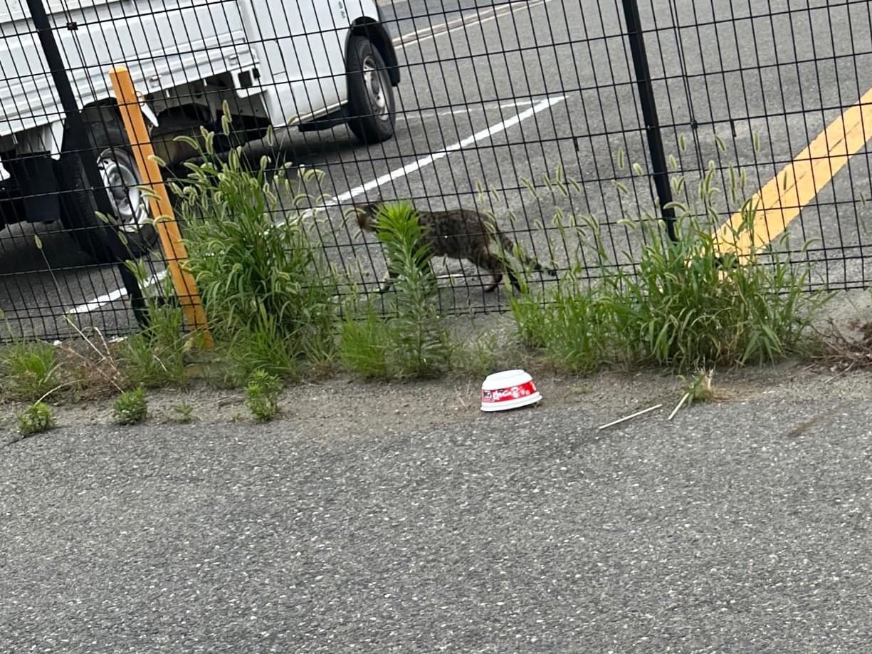 目撃された猫