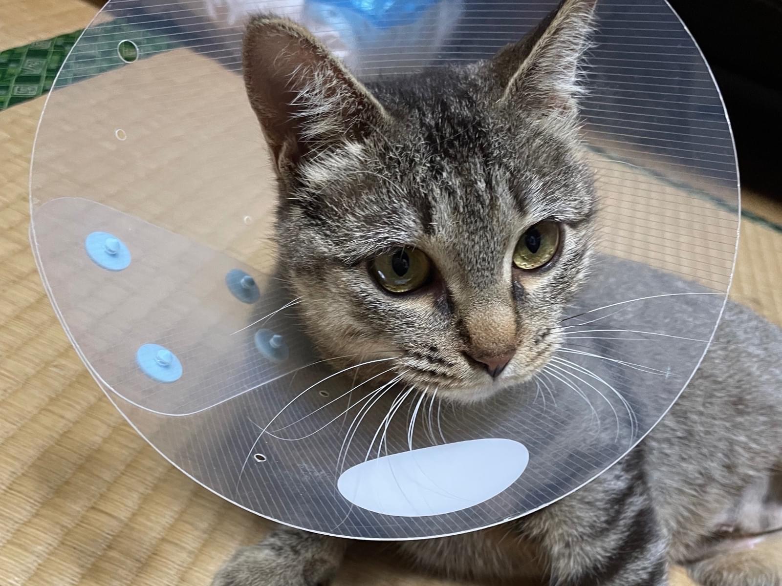 ちゃちゃまるちゃん ちゃちゃまるちゃん