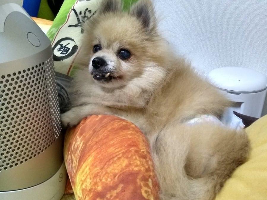 ぎょくろちゃん ぎょくろちゃん