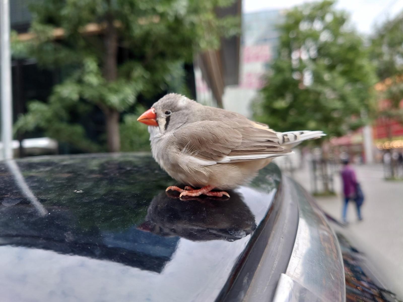目撃された鳥 目撃された鳥