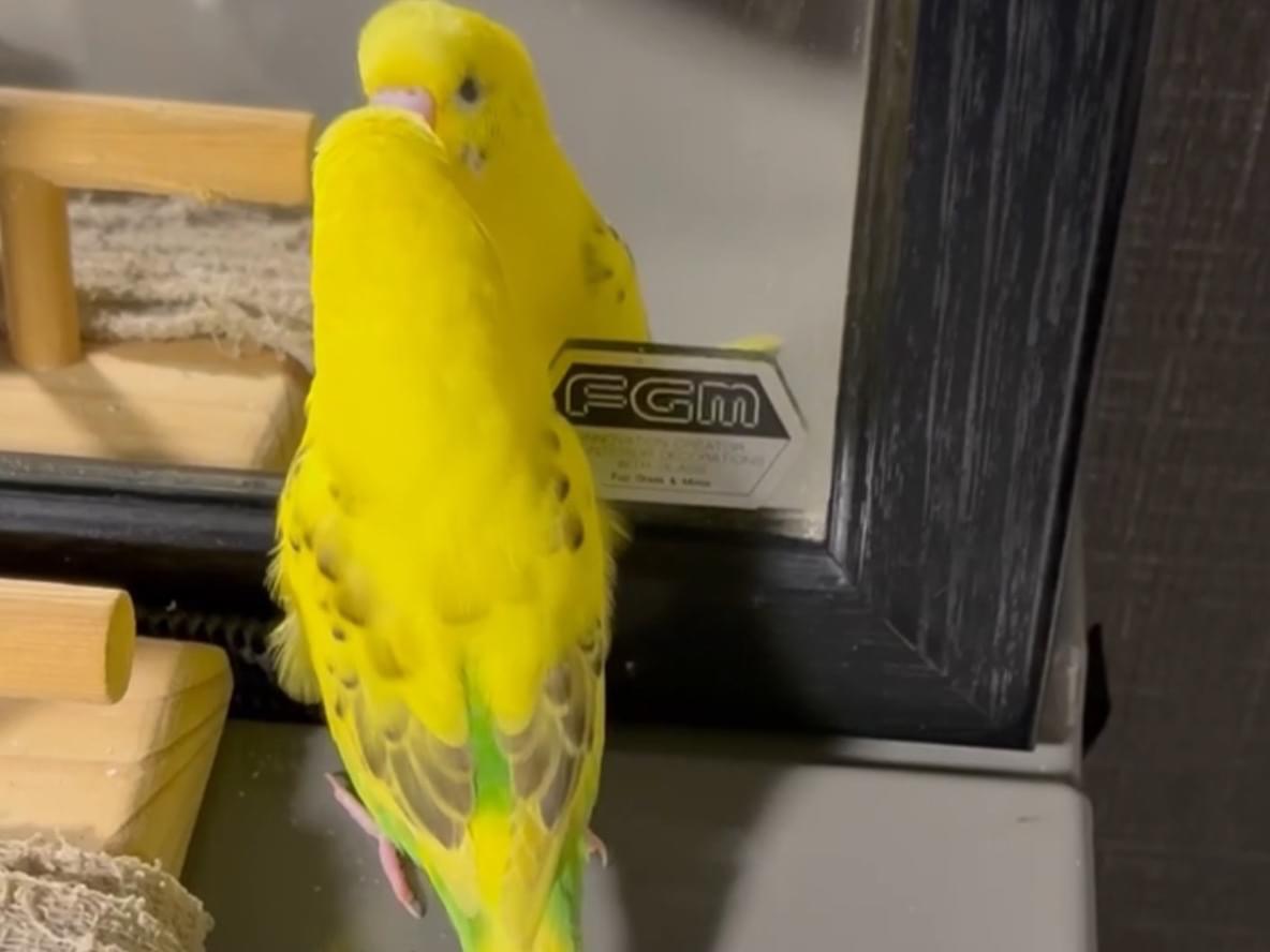 マボちゃん マボちゃん