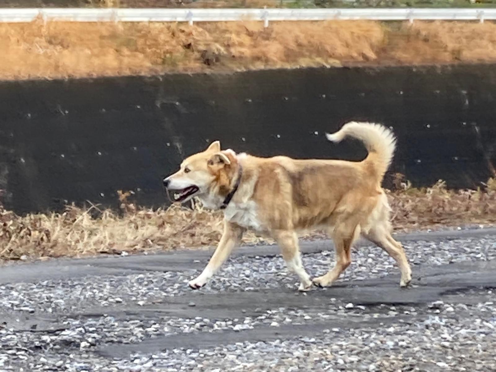 目撃された犬 目撃された犬