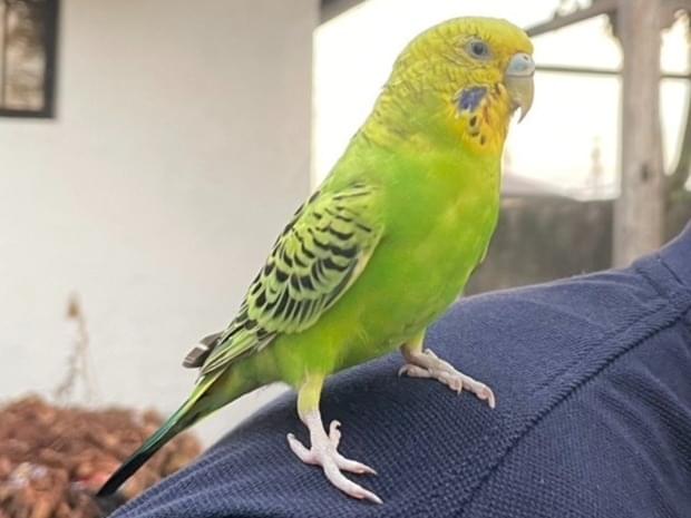 保護された鳥 保護された鳥