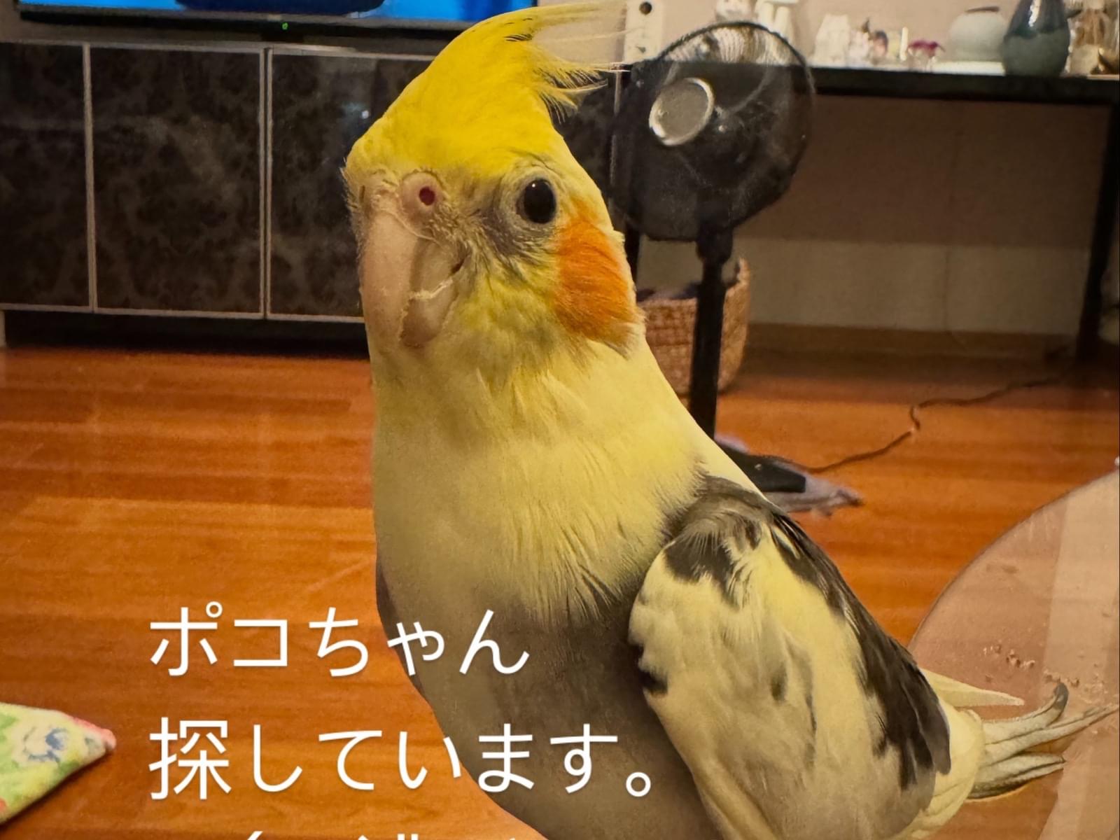 ポコちゃん ポコちゃん