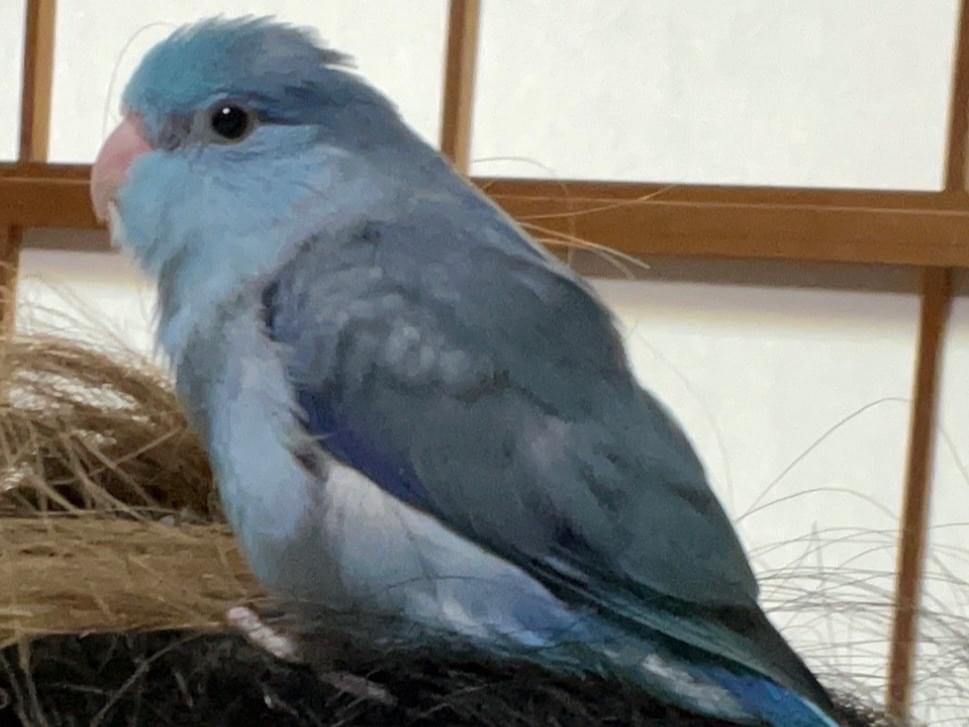 ぶるーちゃん ぶるーちゃん