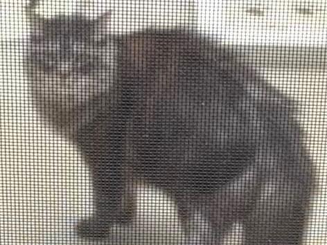 目撃された猫 目撃された猫