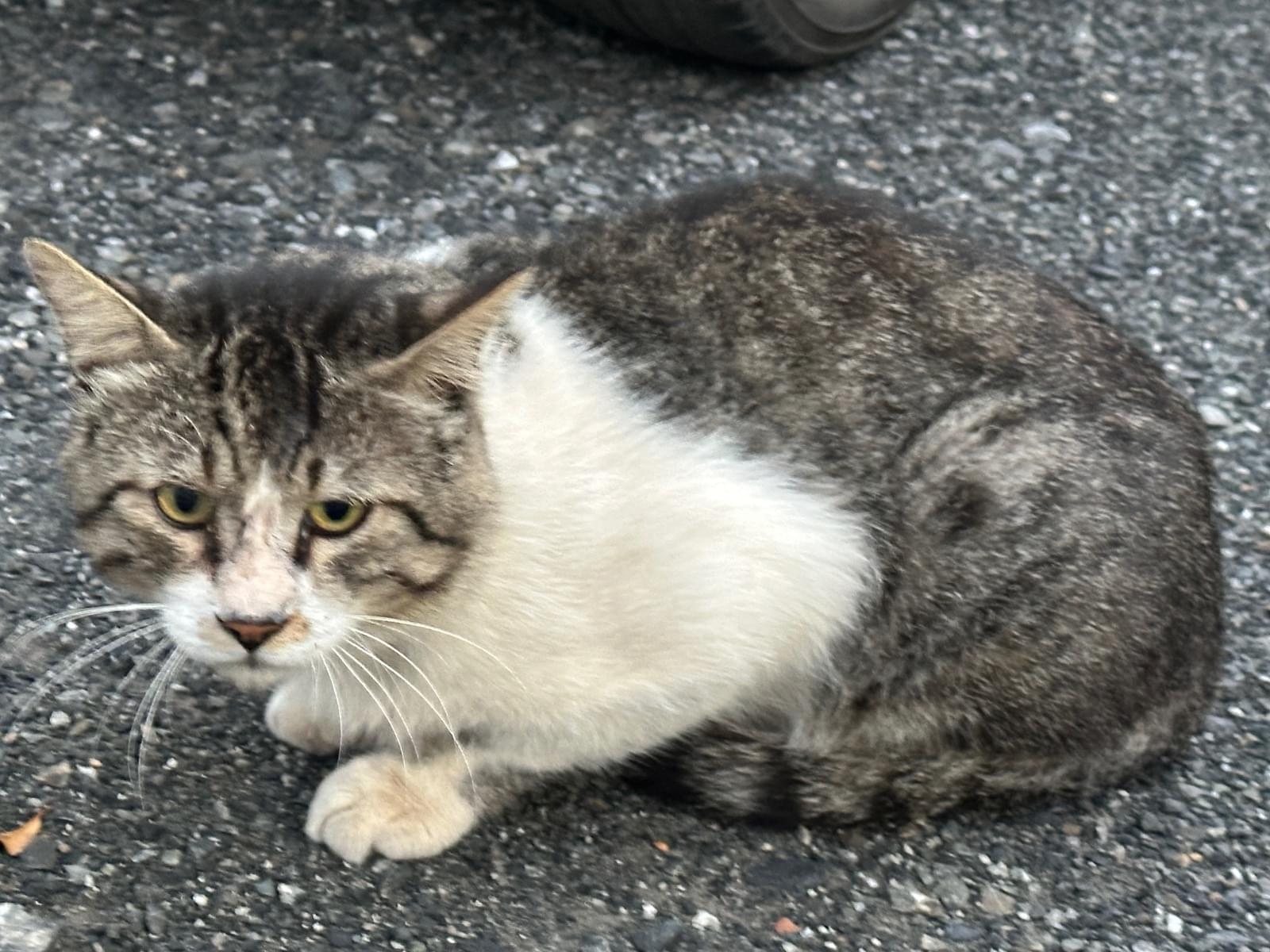 目撃された猫 目撃された猫