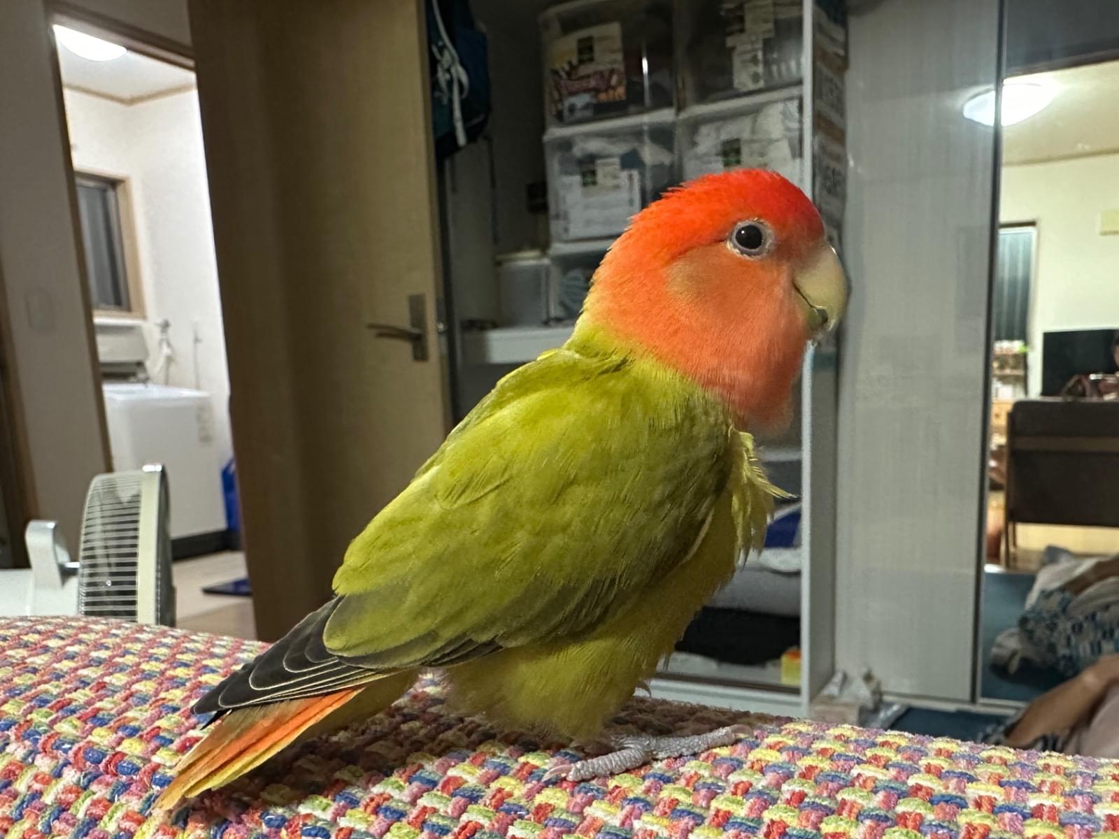リブちゃん リブちゃん