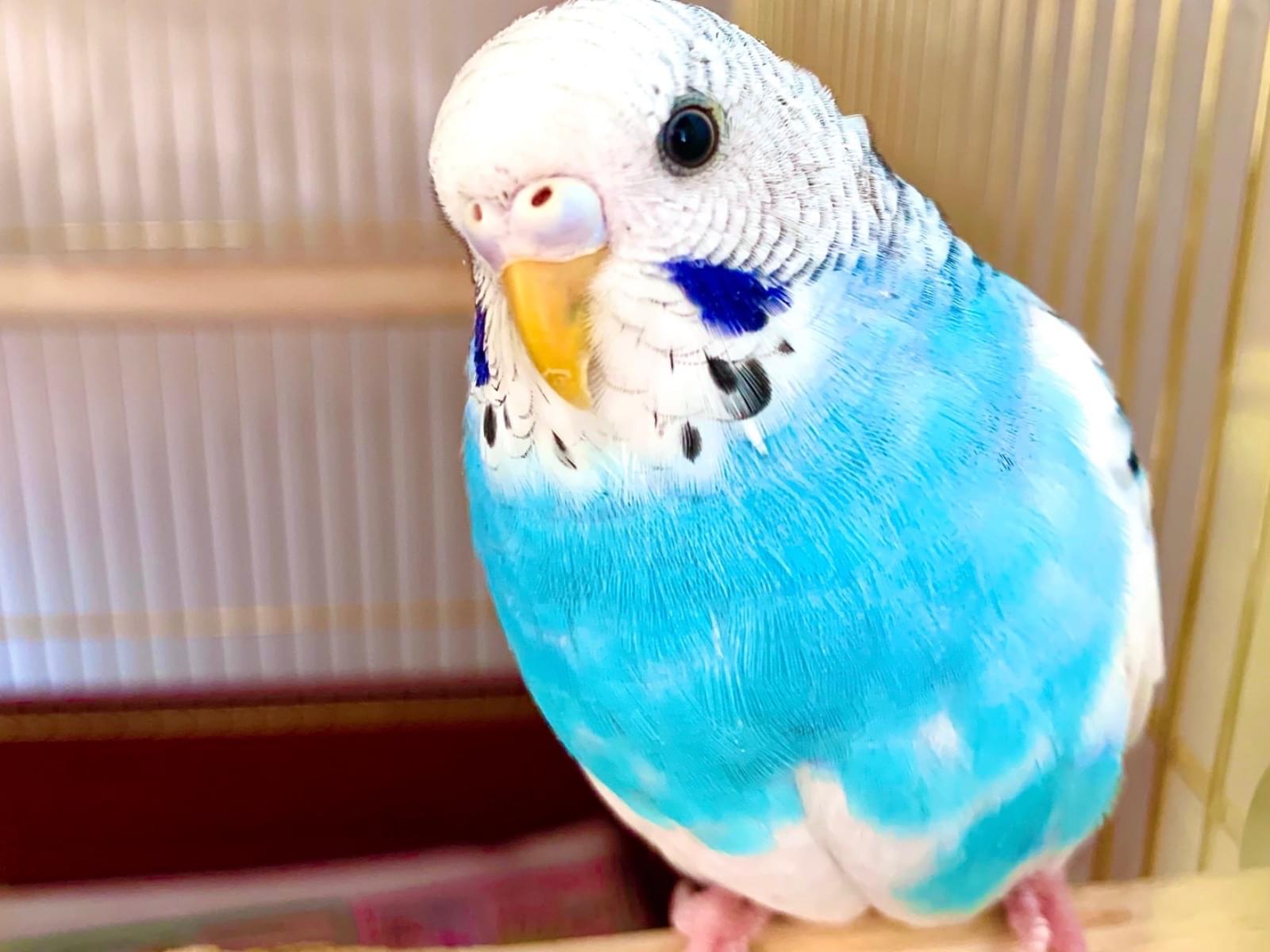 ピーちゃん ピーちゃん