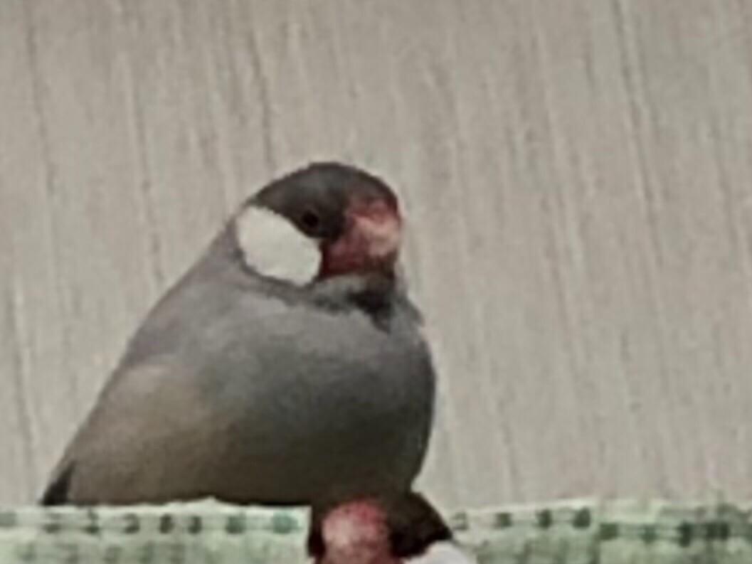 文鳥のぶんちゃん 文鳥のぶんちゃん