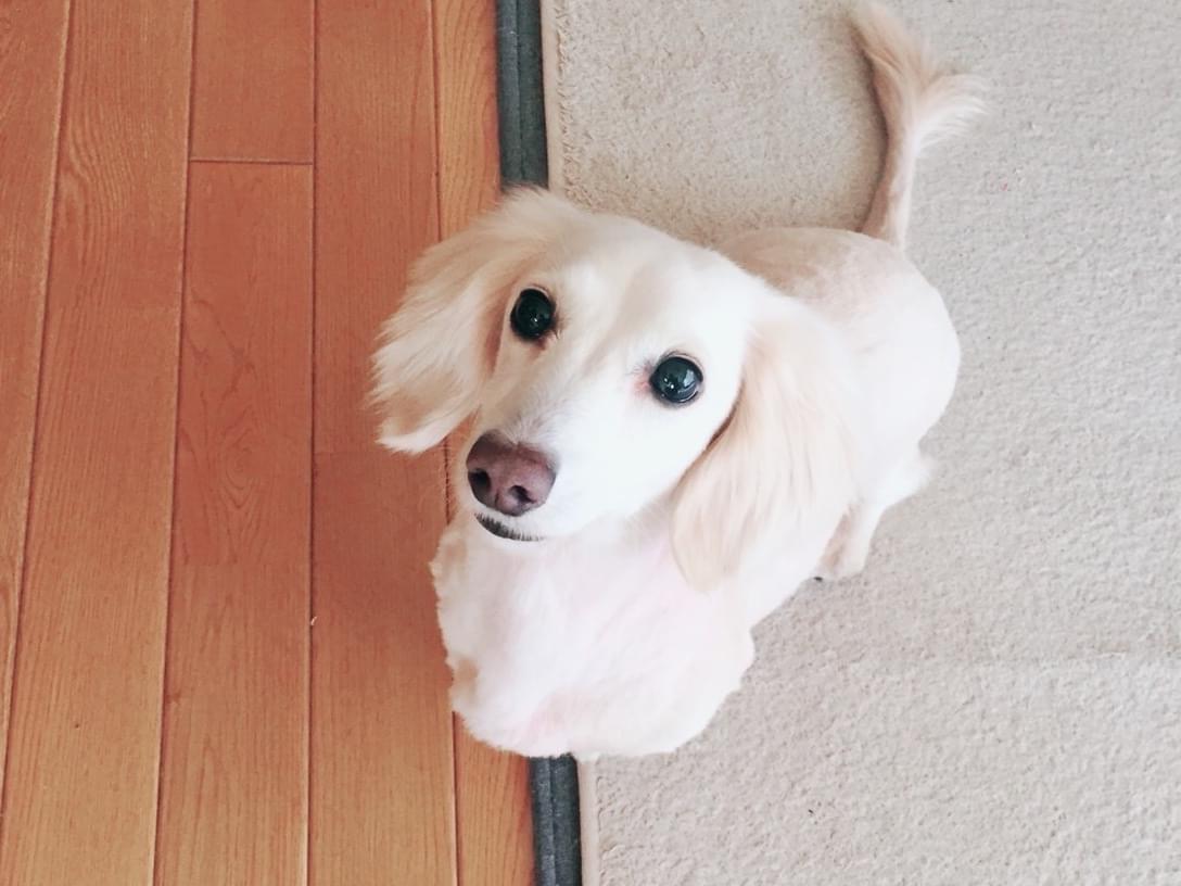 タラ
