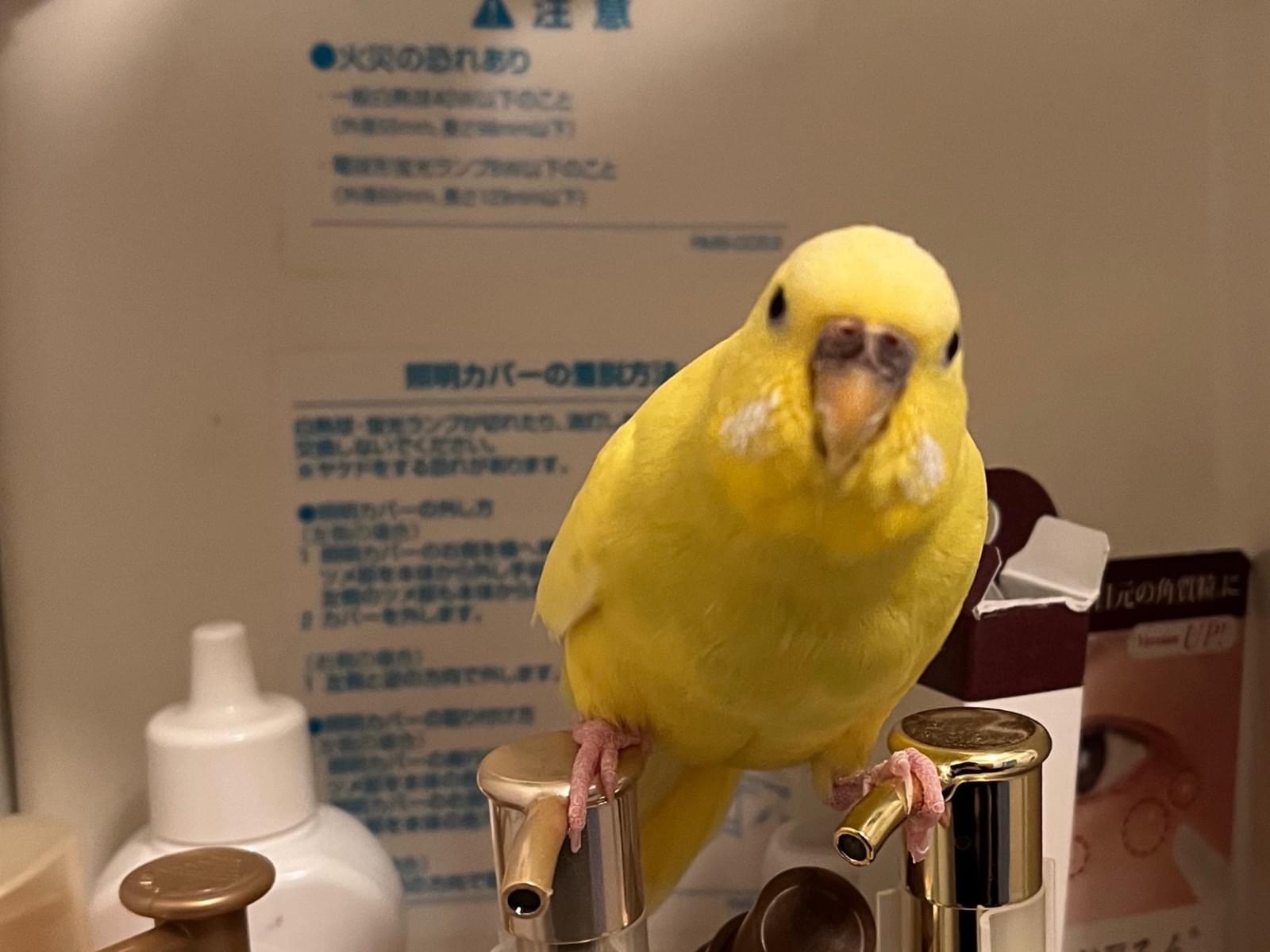 めろちゃん めろちゃん