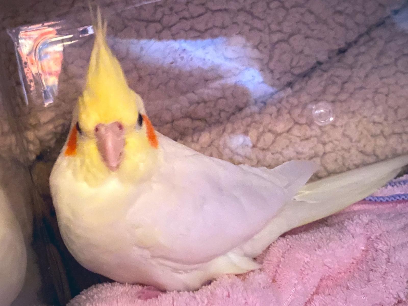 オカメインコちゃん オカメインコちゃん