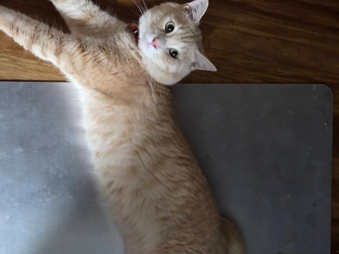 コアちゃん コアちゃん