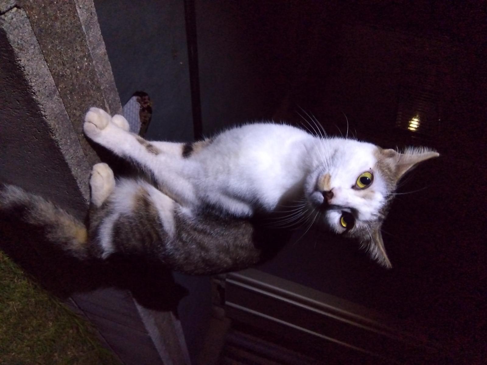 目撃された猫 目撃された猫