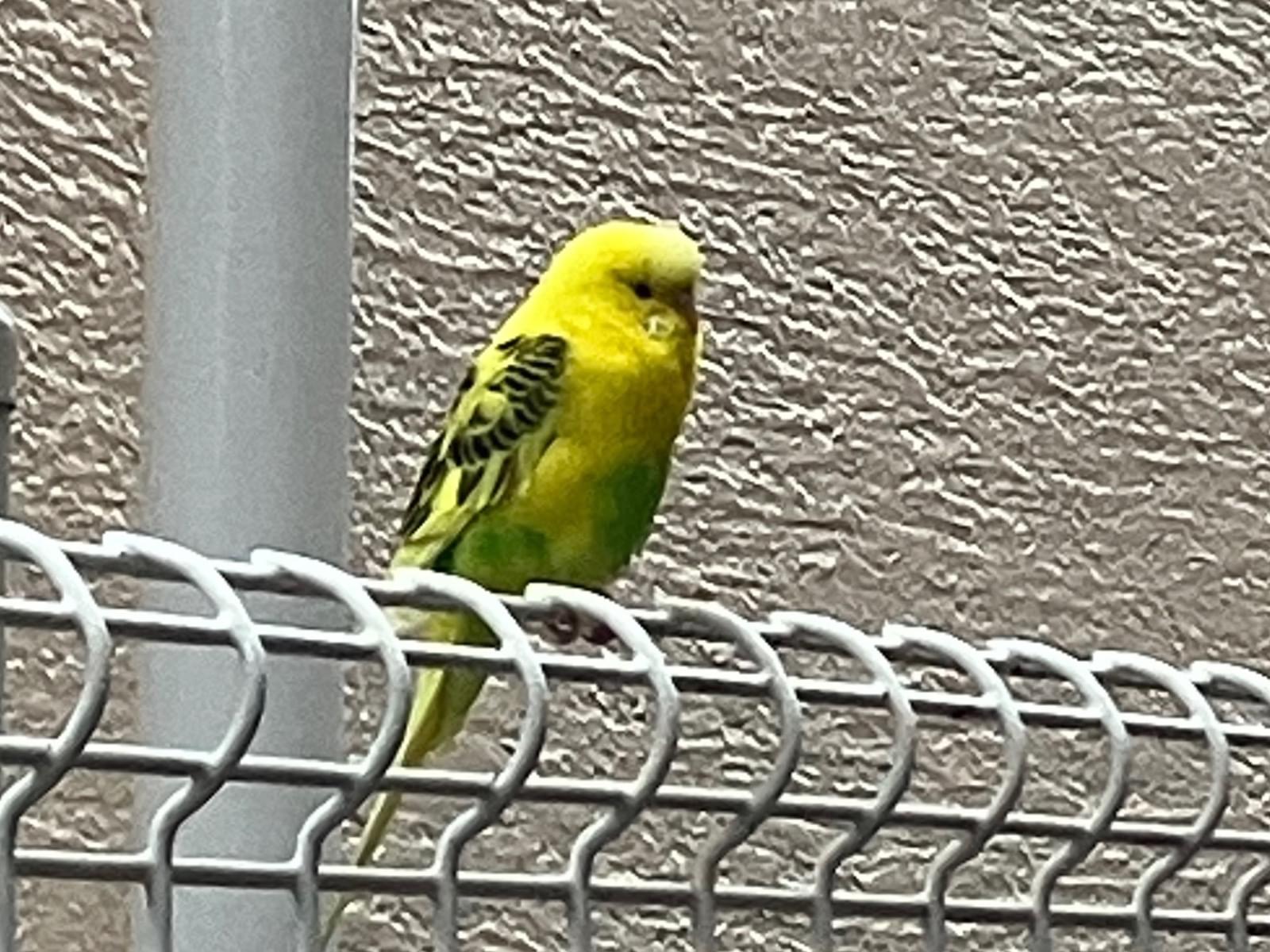 目撃された鳥