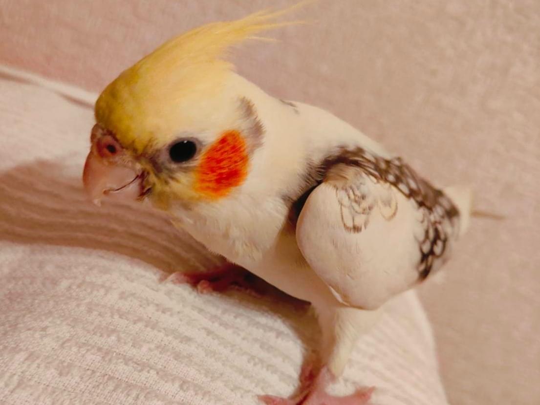 りゅーたちゃん りゅーたちゃん