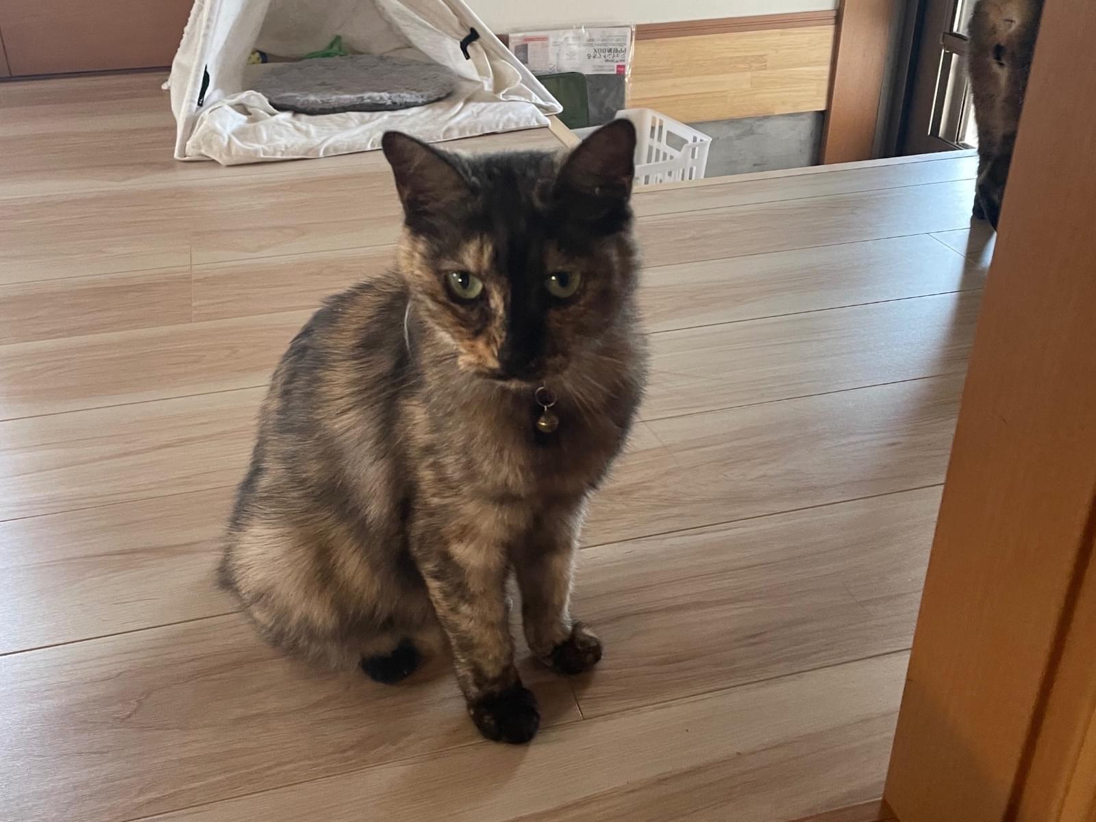 たぬきちちゃん たぬきちちゃん