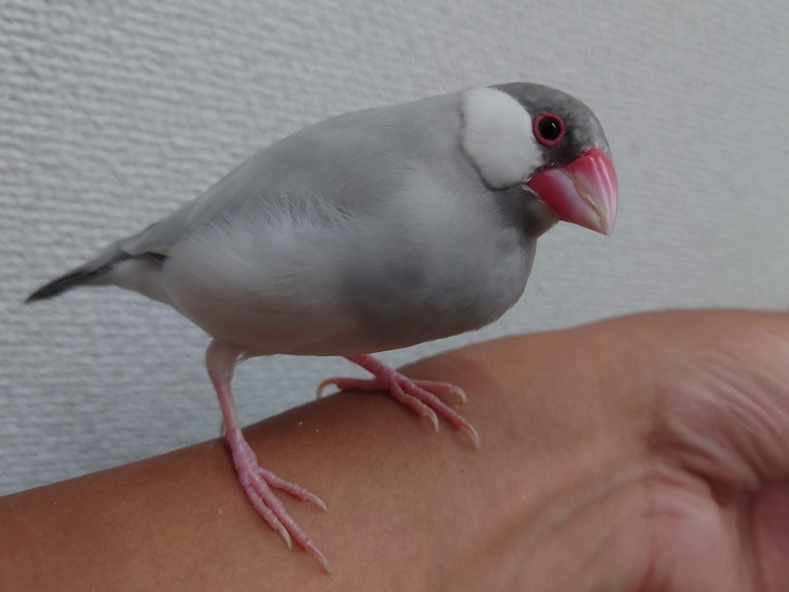 アルちゃん アルちゃん