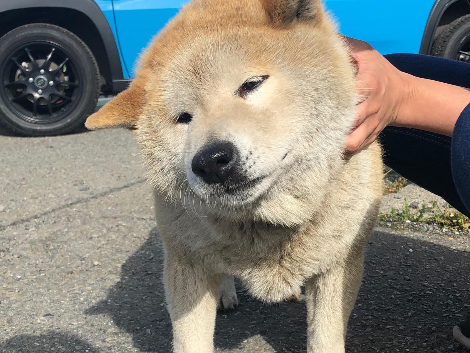 目撃された犬 目撃された犬