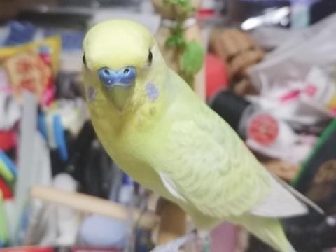 ピコティーちゃん ピコティーちゃん