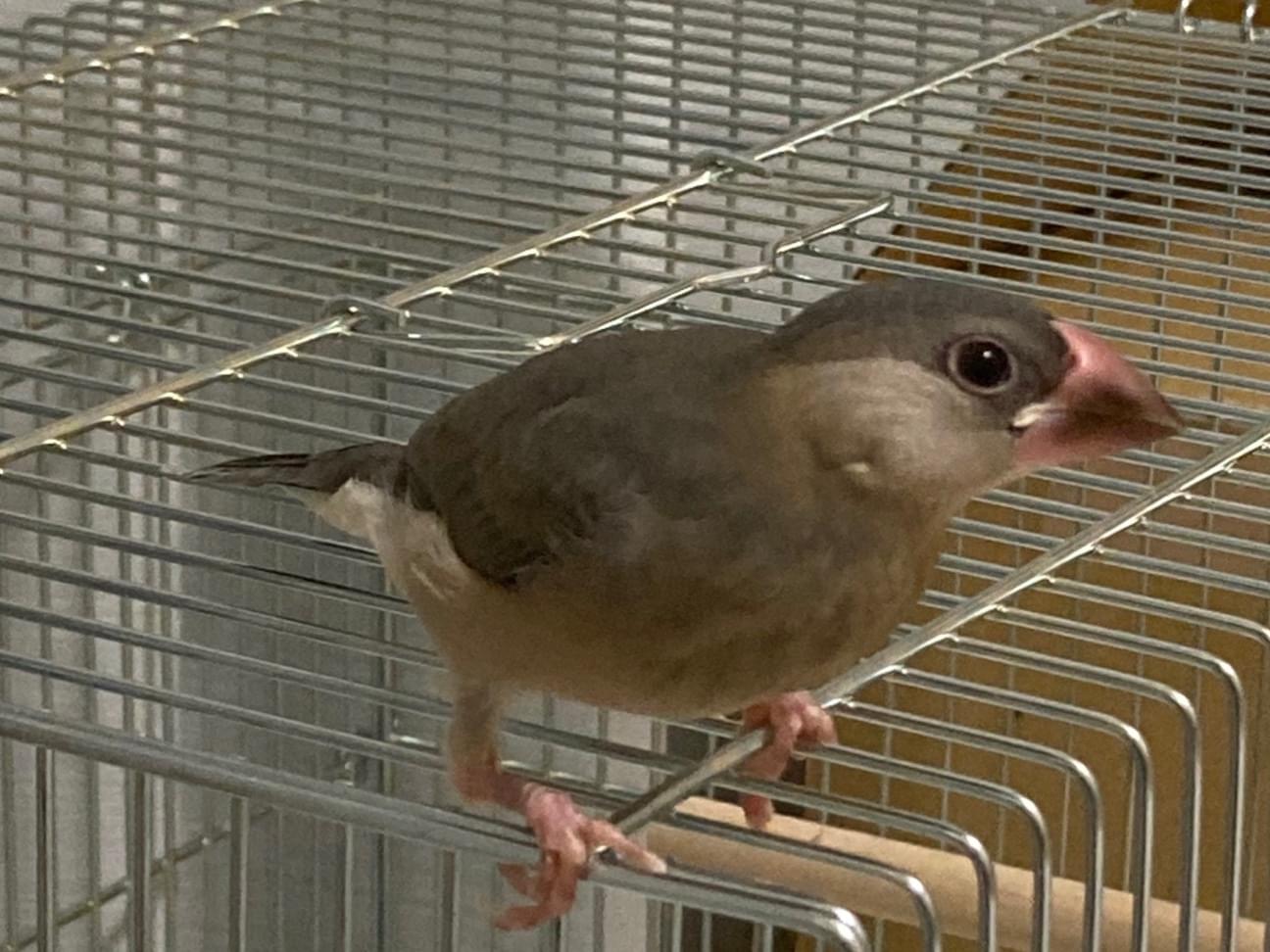 サクちゃん サクちゃん