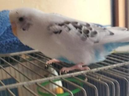 ひかるちゃん ひかるちゃん