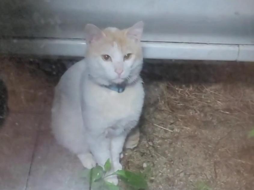 目撃された猫