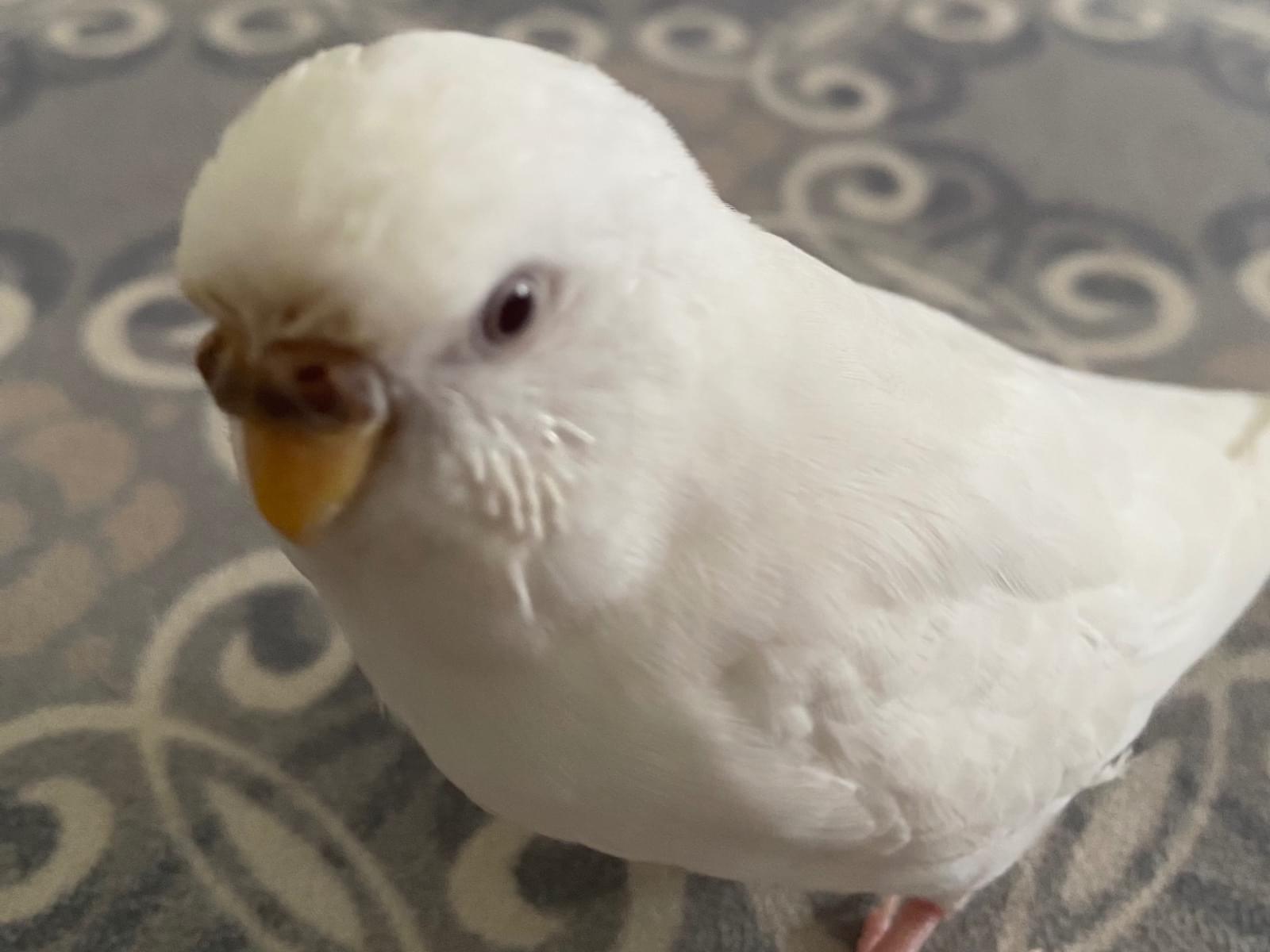 こころちゃん