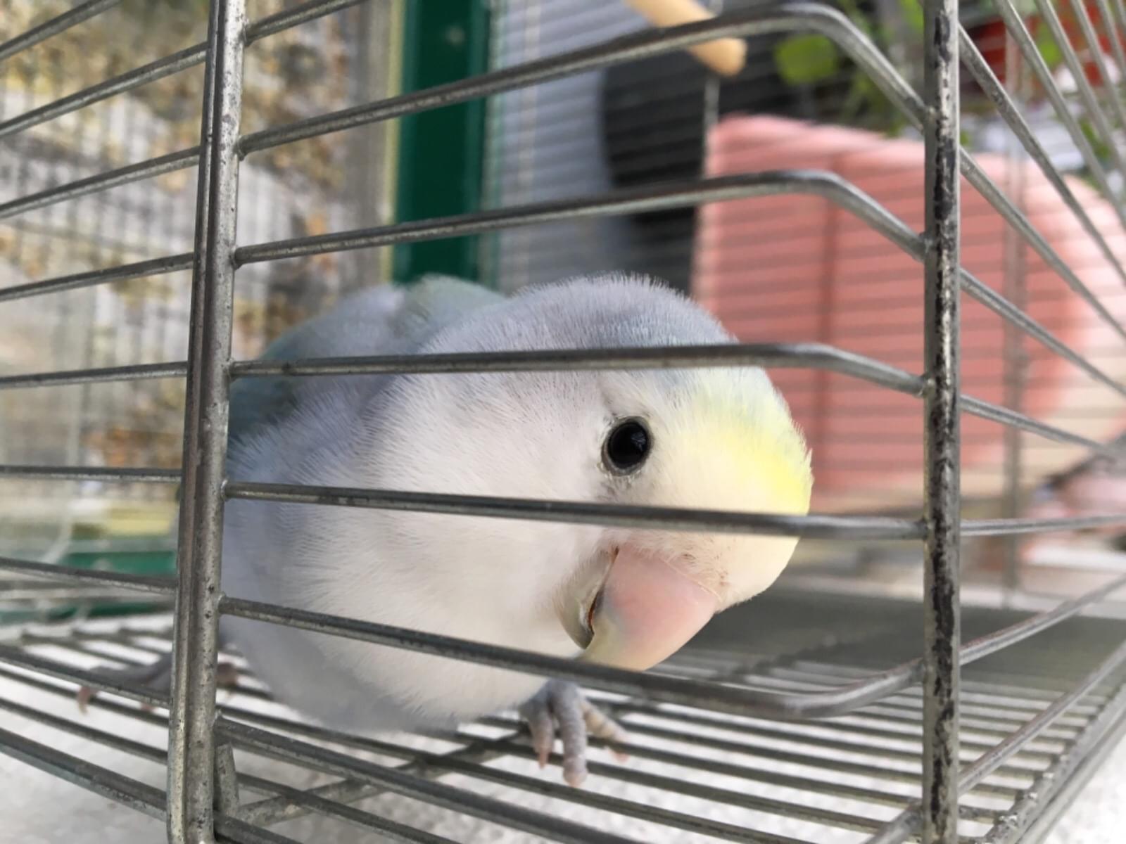 ピヨちゃん ピヨちゃん