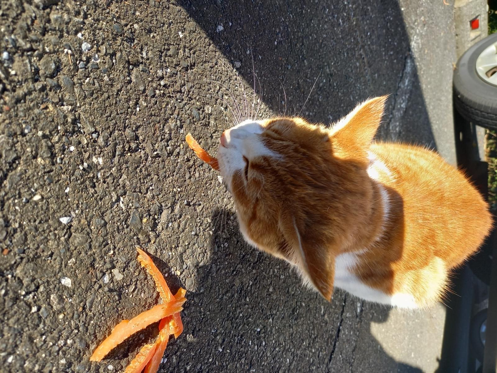 目撃された猫 目撃された猫