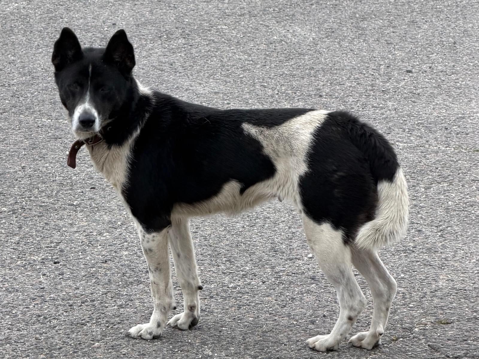 目撃された犬 目撃された犬