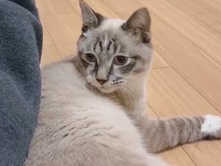 レオちゃん レオちゃん
