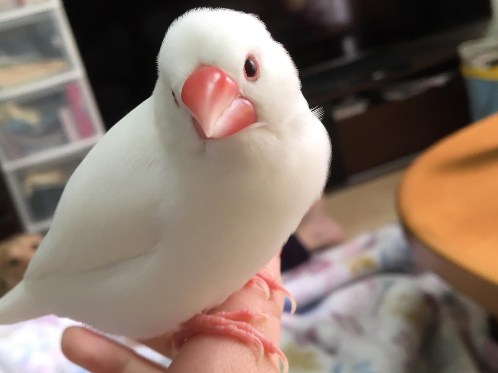 ぴーちゃん ぴーちゃん