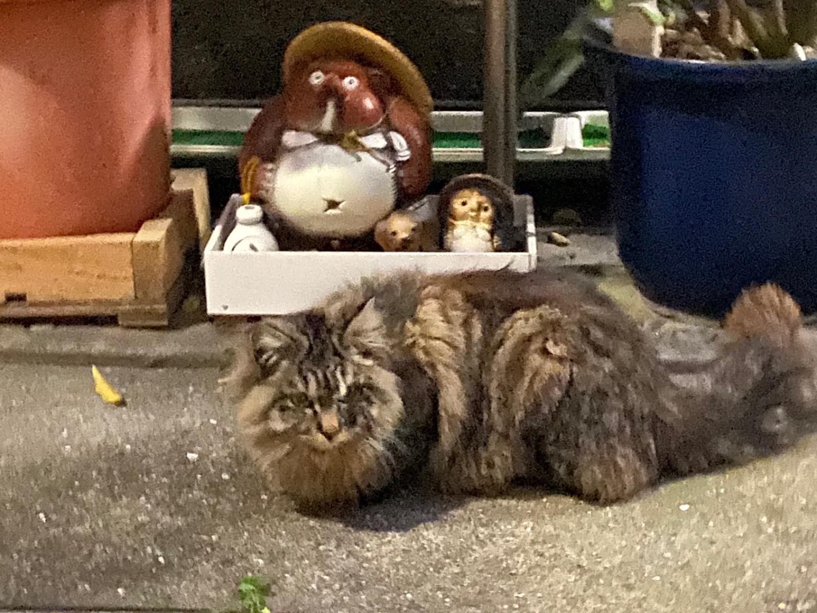 目撃された猫 目撃された猫