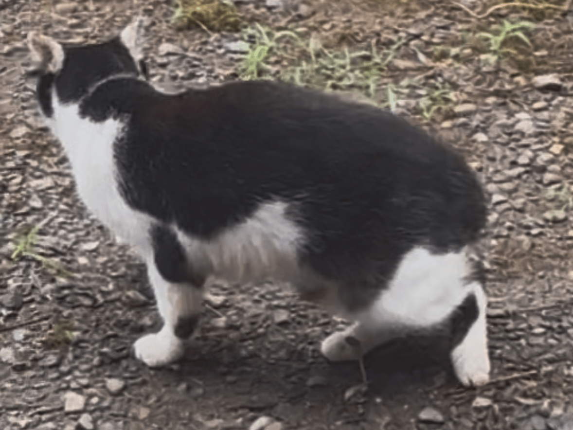 目撃された猫 目撃された猫