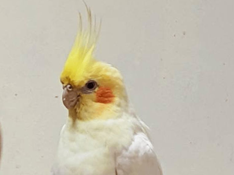 ピーちゃん ピーちゃん