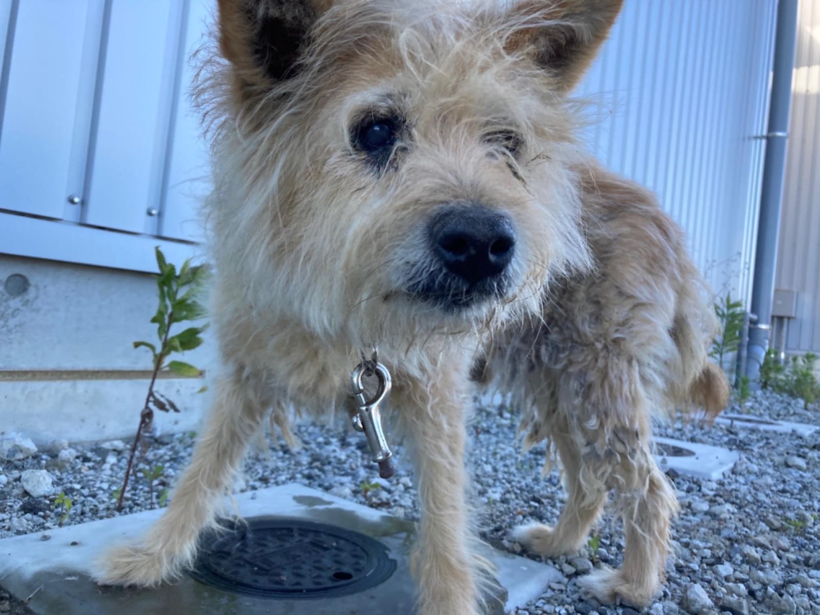 目撃された犬 目撃された犬