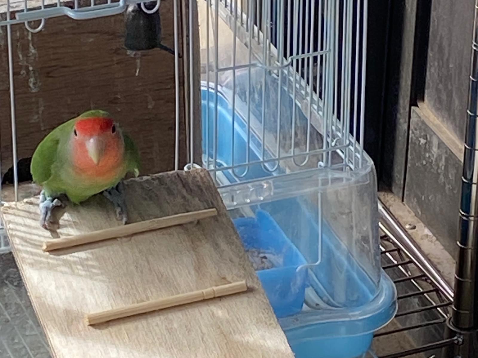 さくらちゃん
