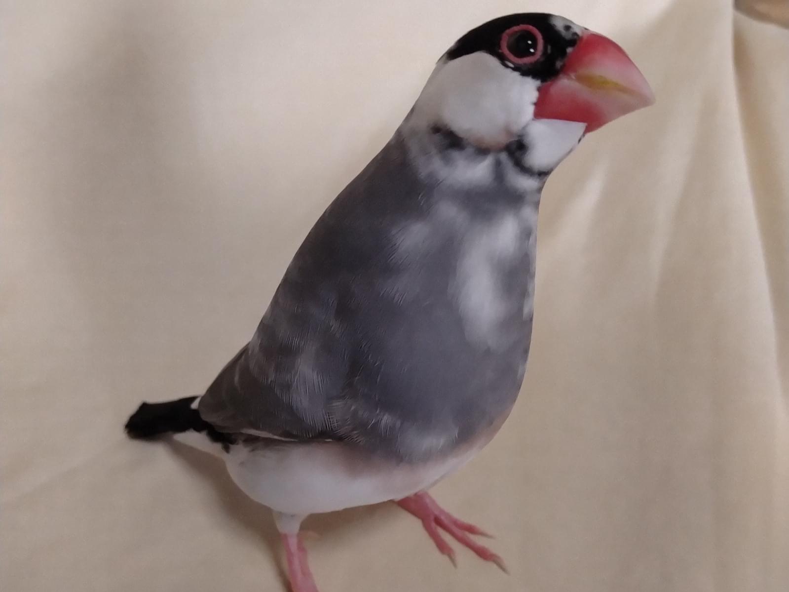 アーモちゃん アーモちゃん