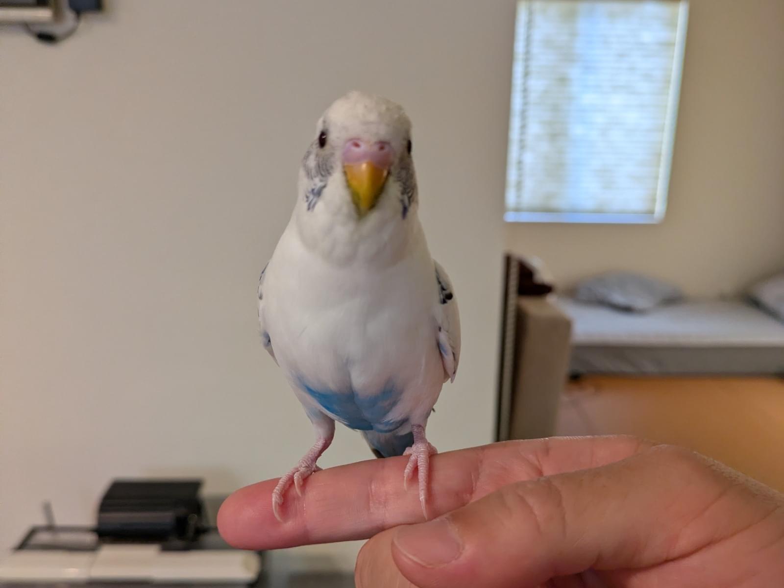 ぴーちゃん ぴーちゃん