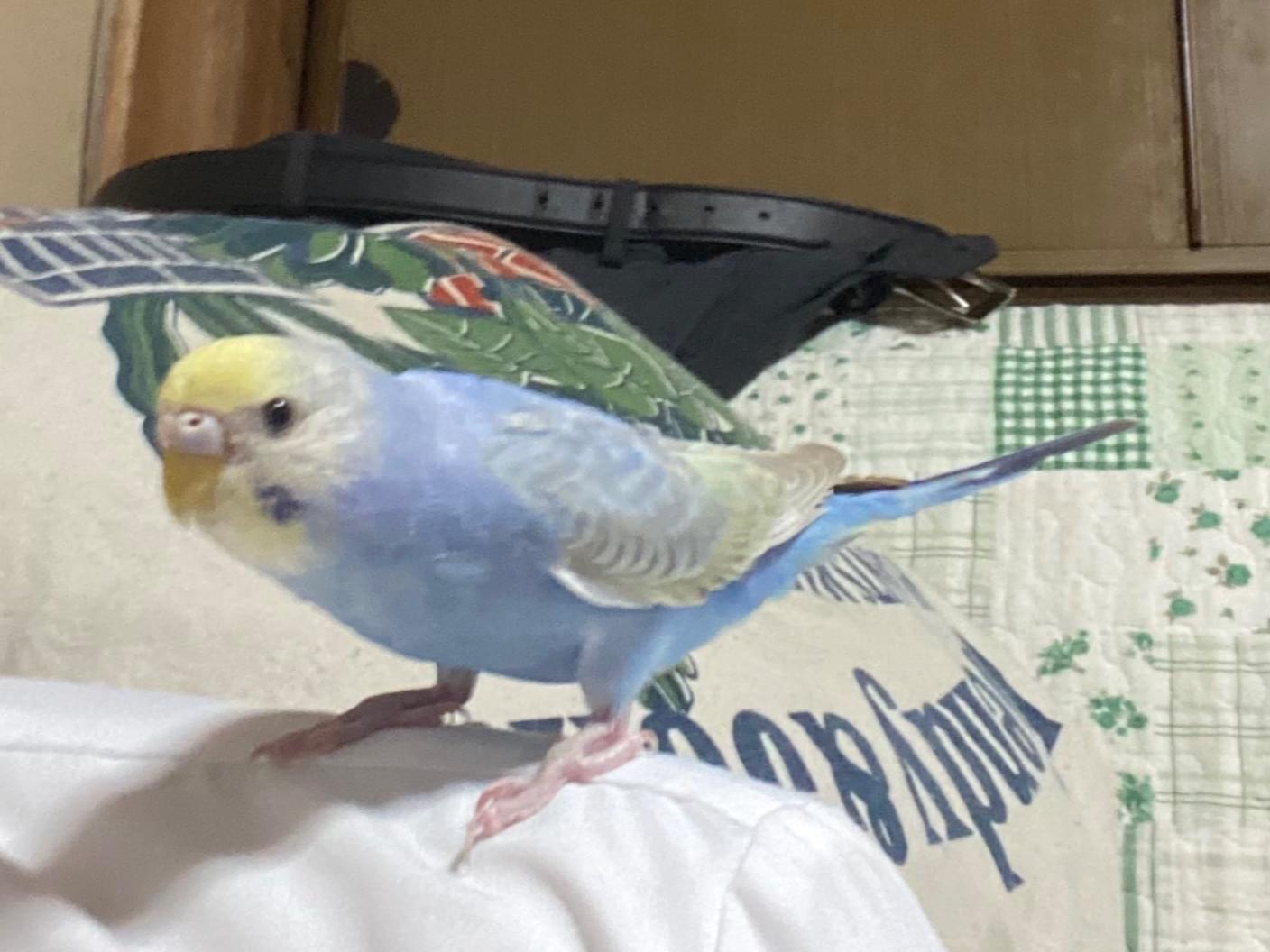 ぴぴちゃん ぴぴちゃん