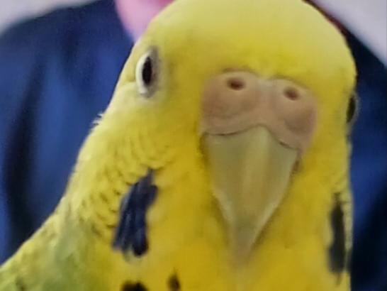 ぽぽちゃん ぽぽちゃん
