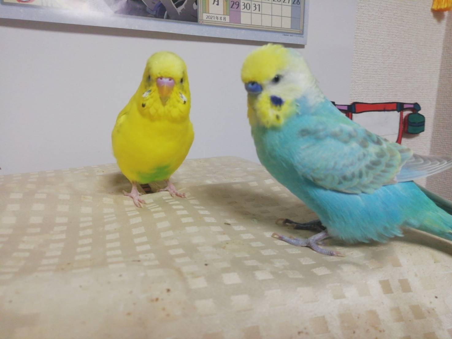 たんぽぽちゃん たんぽぽちゃん