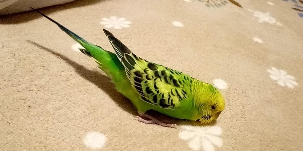 ノーマル(並セキセイインコ)ライトグリーン