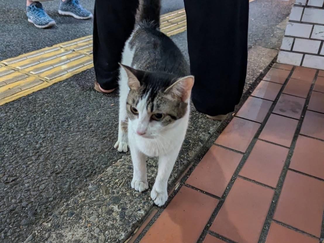 目撃された猫 目撃された猫