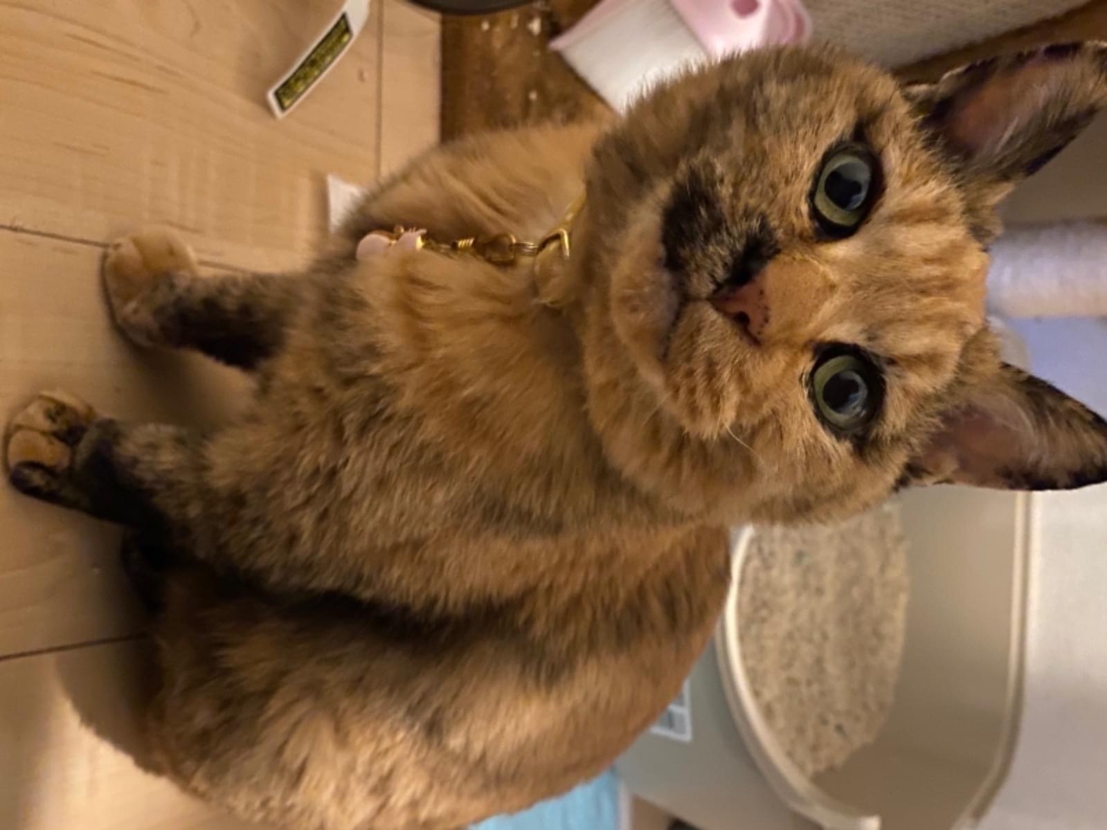 チビ子ちゃん チビ子ちゃん
